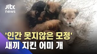 혹한 속 강아지들 지키다가…죽는 순간까지 새끼 지킨 어미 개 / JTBC 사건반장