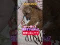 #トイプードル #シニア犬