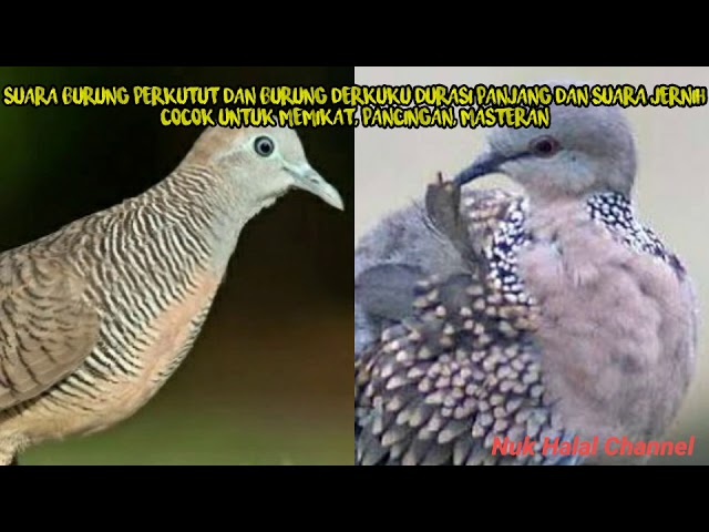 suara burung tekukur dan perkutut cocok untuk pikat, masteran, pancingan class=