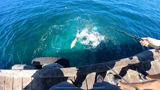 Big Samson Fish off the Busselton Jetty!! - Sambos, Sharks, Squid and more