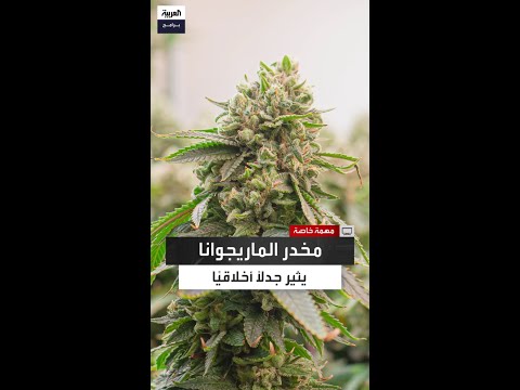 بين الإباحة والمنع مخدر الماريجوانا يثير الجدل داخل الولايات الأميركية 
