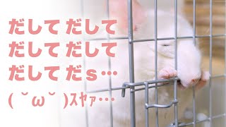 出してアピール中に寝落ちするチンチラNo.225