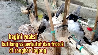 Download Lagu reaksi pikat kutilang vs perkutut dan trocok ketika di sangkar layang MP3