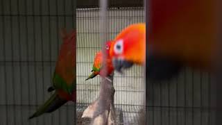 Red Sun Conure ปีนี่ยังไม่ได้ลูกเลย !!