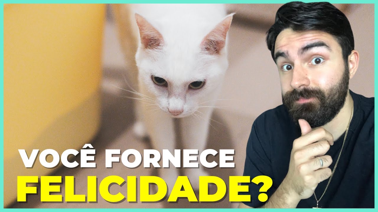 Como Manter Um Gato De APARTAMENTO FELIZ!