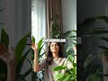 Urban Green Living: A Beginner's Guide to Balcony Gardens and Home Zen