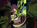 #homegardening #nature #indoorplants #garden #houseplants #gardening #plantcare #flowers #plants