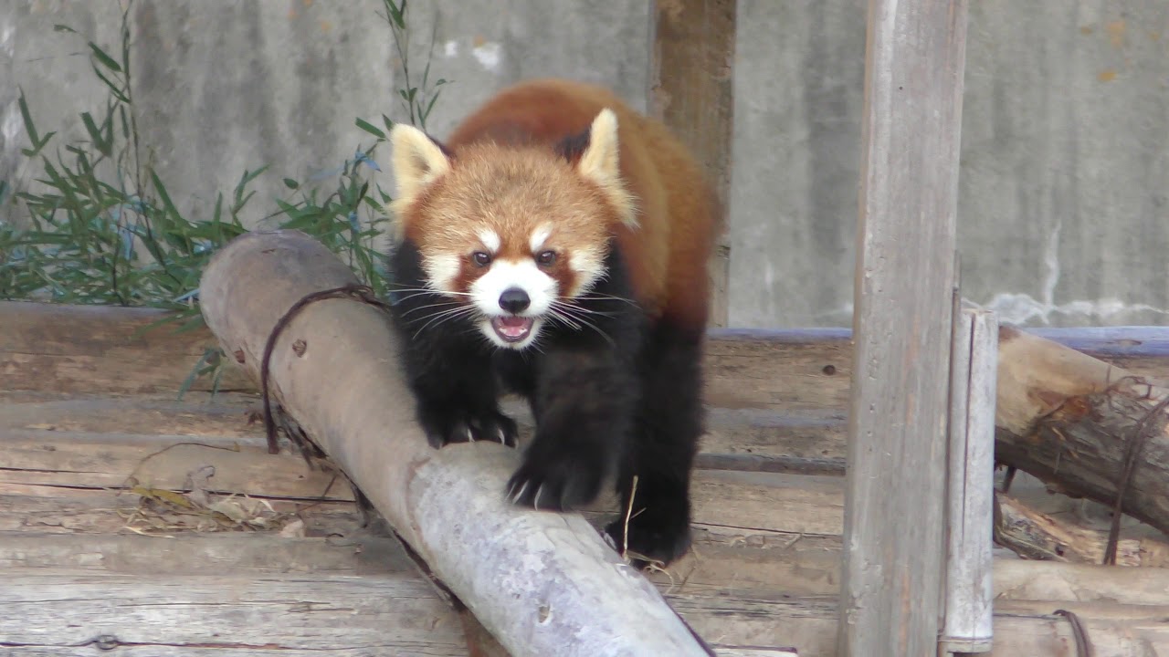 Lesser panda (MISAKI KOEN Amusement Park, Osaka, Japan) December
