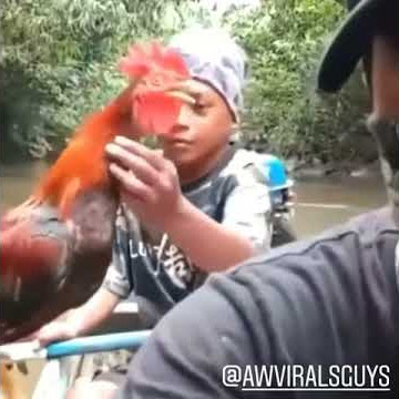 Bocah gangguin ayam berkokok