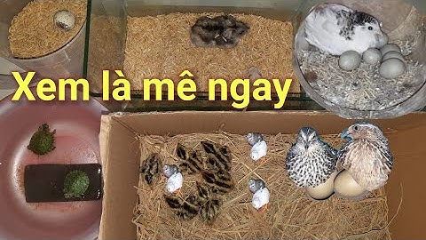 Chim Cút con mới nở,mà nhiều bạn xem nói mình mua  gà con quay(mấy video trước)😁
