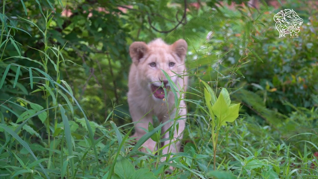 Plongez dans la matinée royale de Soundjata 🦁