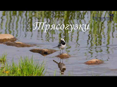 Знакомим с птицей. Трясогузки