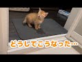 【報告あり】茶トラの子猫がシャワー経験したらこうなってしまいました