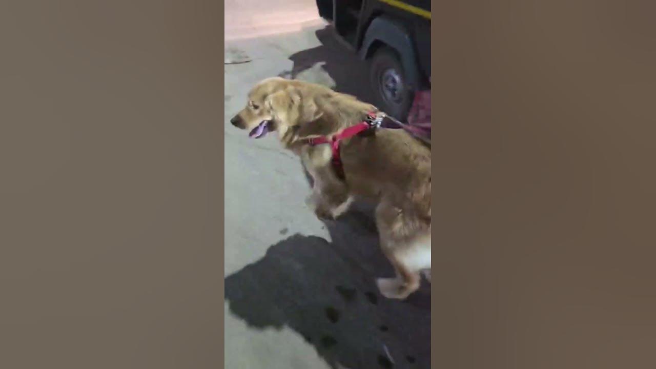 going for a night walk 😊❤️❤️🧿 #music #newmusic #song #goldenretriever #goldenretreiver #goldentime