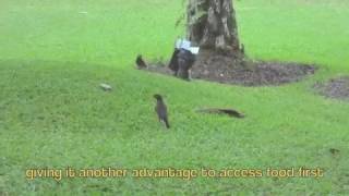 LSM4253: Javan Mynah Documentary