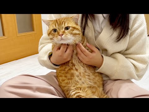 抱っこが大好きで順番待ちしてる猫たちがたまらなくかわいい！