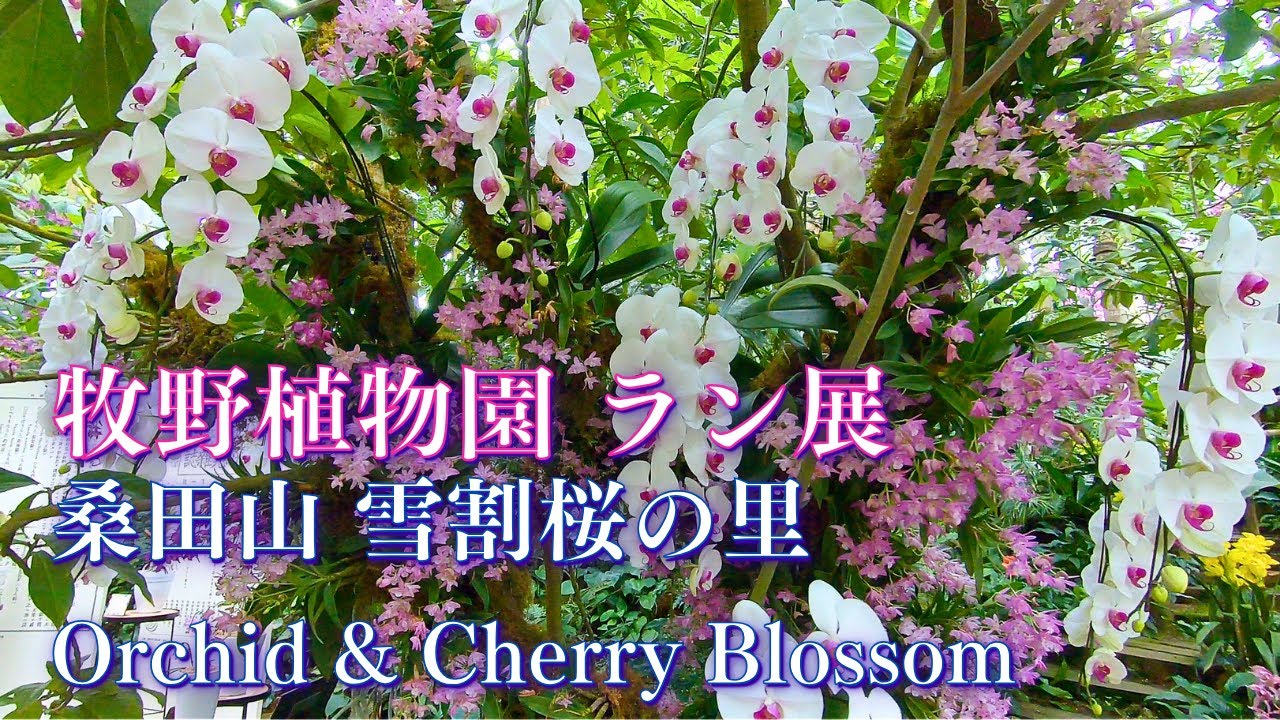 Makino Botanical Garden's Gorgeous Orchid Show, Yukiwarizakura