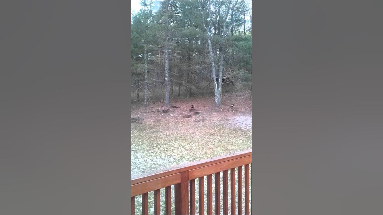 Turkeys tearing up my yard! YouTube