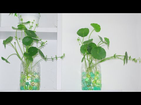 Video: Gotu Kola Bitki Bilgileri - Bahçede Gotu Kola Nasıl Yetiştirilir