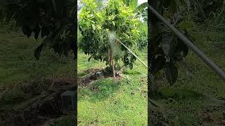 Eliminating Whitefly Pests on Avocado Plants.