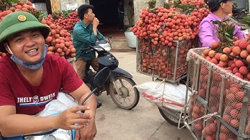 Cập nhật giá vải thiều lục ngạn 6/6/2020, Vải Thanh Hà đẹp giá cao 35k || bản sắc miền núi