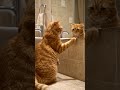 passo bem cat