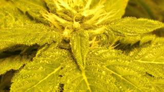 FD pbk ep#8 " flower day 28"