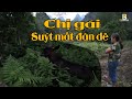 Chị Gái Chăn Dê Suýt Mất Đàn Dê Vì Tin Ăn No Nó Khác Xuống Núi | Phuc Bang