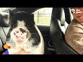 Little Pig Is The Best Son | The Dodo