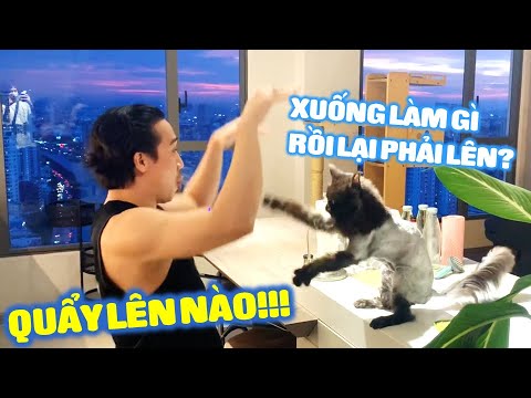 Video Mèo Trấn Xì lại bị Hari cạo lông nhưng vẫn quẩy Rap... - youtube