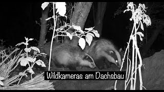 Junge Dachse am Bau  Wildlife Aachen