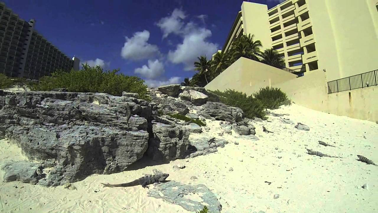 IGUANY - YouTube