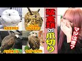 【マジ泣き】猛禽類の爪切り中に...大怪我‼︎