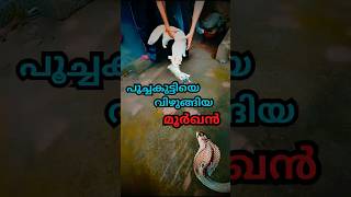 അമ്മ പൂച്ചയുടെ മുന്നിൽ വെച്ച് കുട്ടിയെ മൂർഖൻ പാമ്പ് വിഴുങ്ങി,,,,,കുട്ടിയെ തിരഞ്ഞു...#shihabchelari