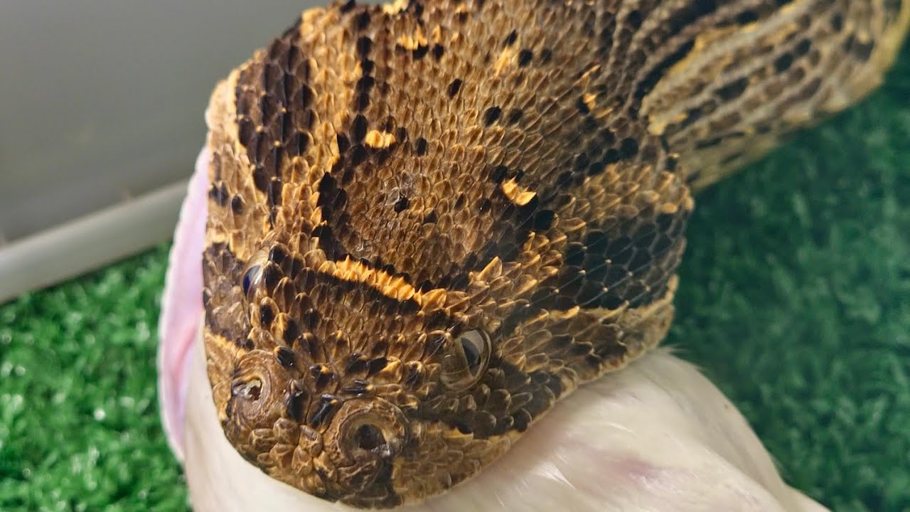 Africa s Fastest Striking Snake The Fierce Puff Adder YouTube africa-s-fastest-striking-snake-the-fierce-puff-adder-youtube
