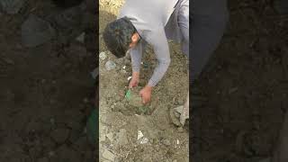 Zameen Sy Sona Nikla, Purany Zamny Ki Daig Nikl Aai