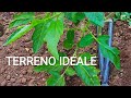 Terreno ideale per la produzione di pomodori di Alta Qualità e come ottenerlo