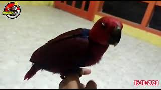 Tahapan melatih Baby Bayan Sampai Free Fly. WTM-FTM-Boemerang-FF.