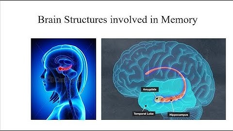 Chapter 8: Brain Structures involved in Memory