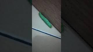 Download Lagu ULAT TEH PUCUK MP3