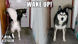 Husky Wakes My Mum Up By Knocking on Her Door!
