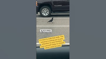 Spiritual Meaning of Black Birds 🖤Black Bird Symbolism #spiritanimal #spiritguide
