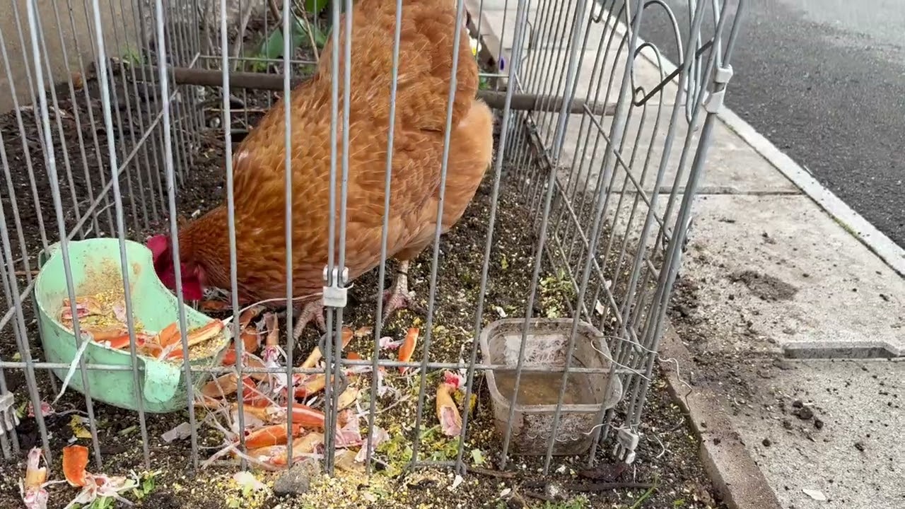 にわとりさんぽ#22