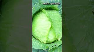 With just a few simple steps, I have successfully grown my dream cabbage garden