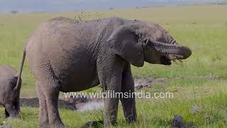 Elephant mud bath extravaganza: Nature's gentle giants at play