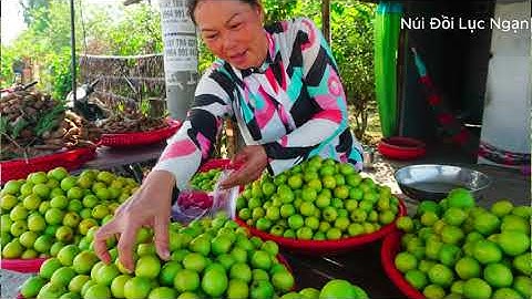 Bắt Đầu Vào Ghép Táo Giống Và Cái Kết Ghép Táo Giống Mới I Núi Đồi Lục Ngạn