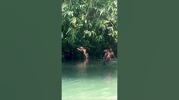 BLK Adventure: Rope Swing into Belize River! 🌊🌿