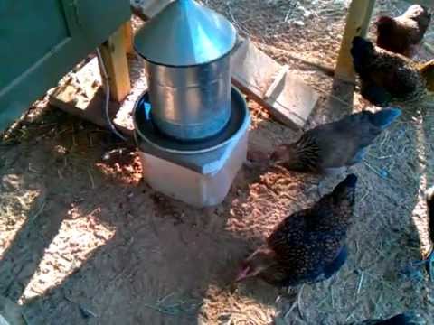 Chicken water heater - YouTube