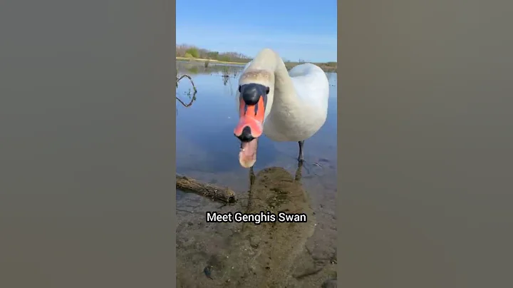 Meet Genghis Swan - DayDayNews