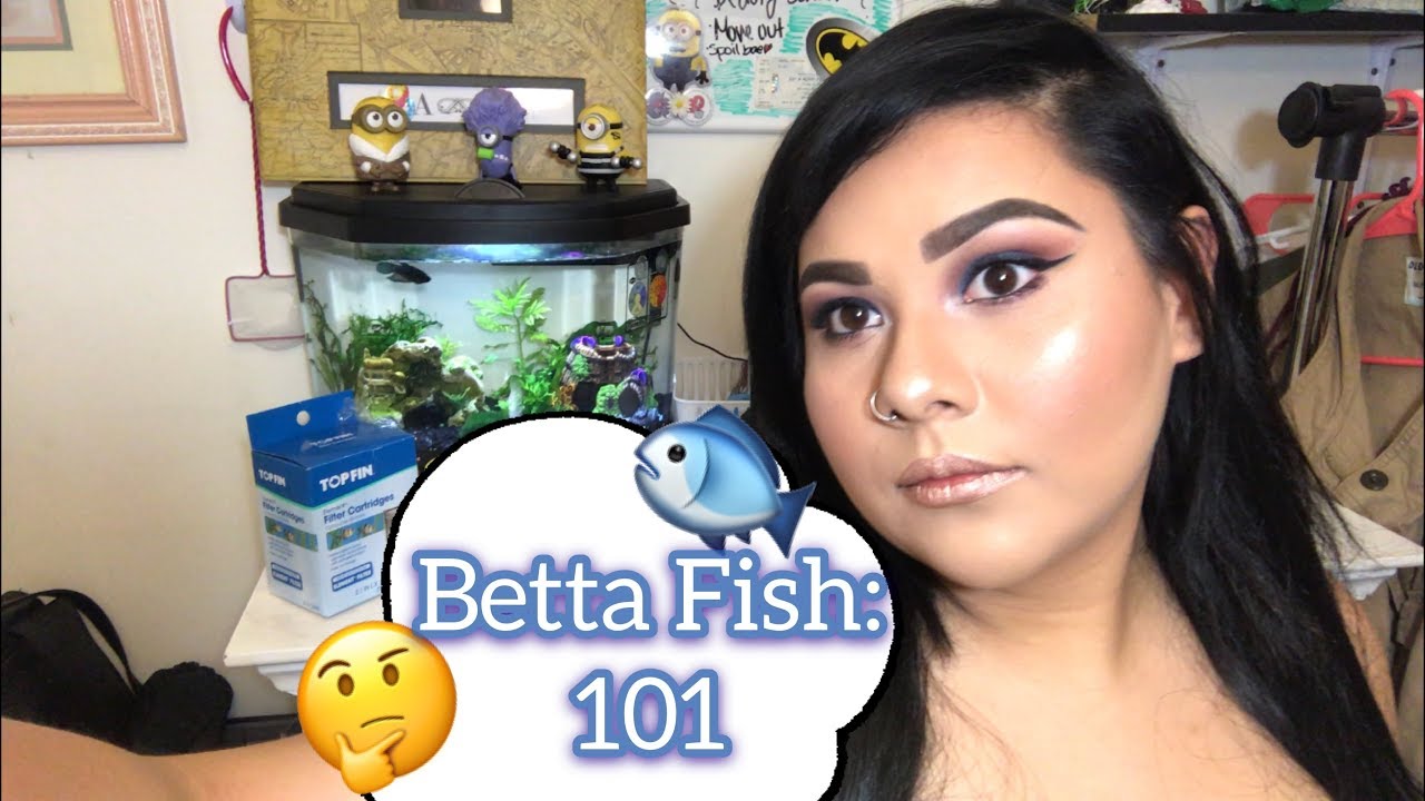 betta fish 101